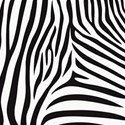 AYW-WildAtHeart-ZebraPaper2