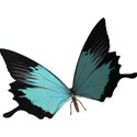 OneofaKindDS_Samuel_Butterfly 02