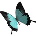OneofaKindDS_Samuel_Butterfly 03