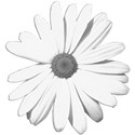 WhiteFlower_1