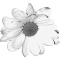 WhiteFlower_2