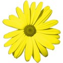 YellowFlower_1