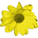 YellowFlower_2