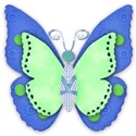 blue and grren butterfly