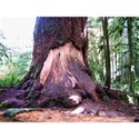 Cathedral Grove