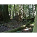 Cathedral Grove