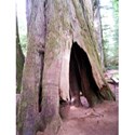 Cathedral Grove