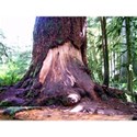 Cathedral Grove