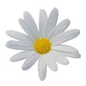 daisylightgray