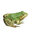 frog2