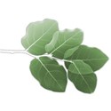 leafs