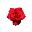 rose2