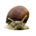 snail