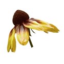 coneflower 1