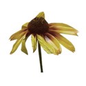 coneflower 2