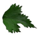 leaf 1