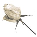 rose 04
