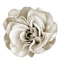 rose double