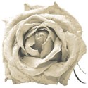 rose 02