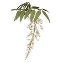 wisteria IVORY