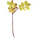 OneofaKindDS_Super-Genius_Branch
