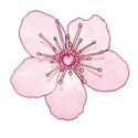 pinkblossom