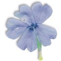 flower1_mikki_livanos