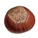 chestnut 01