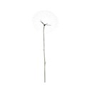 dandelion seedhead