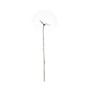 dandelion seedhead