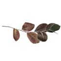 dried leaf branch