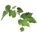 grape leaves