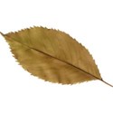 leaf brown 01