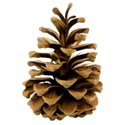 pinecone