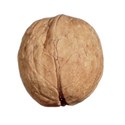 walnut