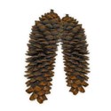 double pinecones