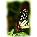 Butterfly 1