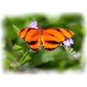 Butterfly2