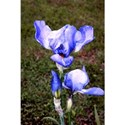 Iris 1