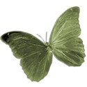 Butterfly_2