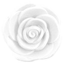 white clay rose