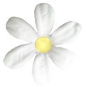 white paper flower yellow center