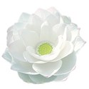 white petal flower