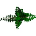 x-fern