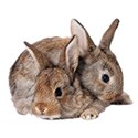 bunnies babies