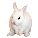 bunny white left