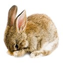 bunny_fotcu5-24-12 pastel