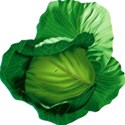 cabbage 01
