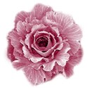 cabbage rose 01