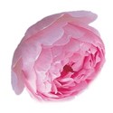 cabbage rose copy
